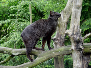 Картинка животные коты дерево ствол кошка