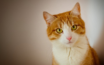 Картинка животные коты кошка портрет