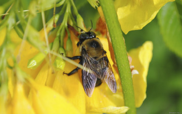 Картинка животные пчелы осы шмели желтый