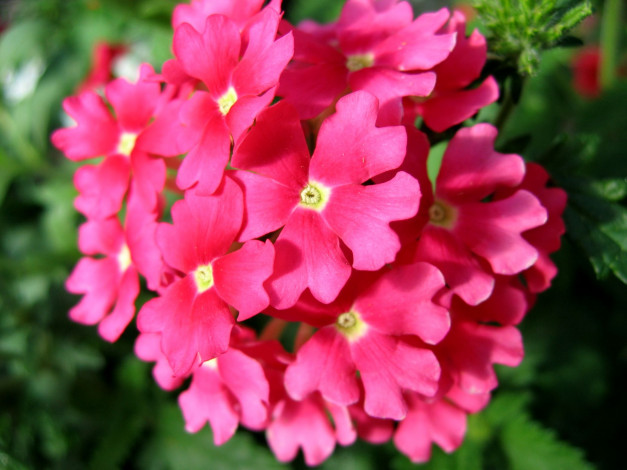 Обои картинки фото цветы, лантана, вербена, розовый