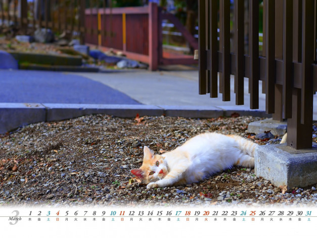 Обои картинки фото календари, животные, кошка