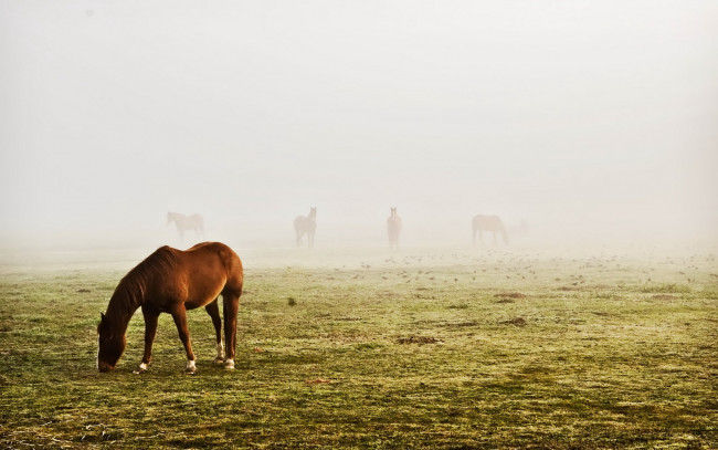 Обои картинки фото животные, лошади, туман, пастбище, кони