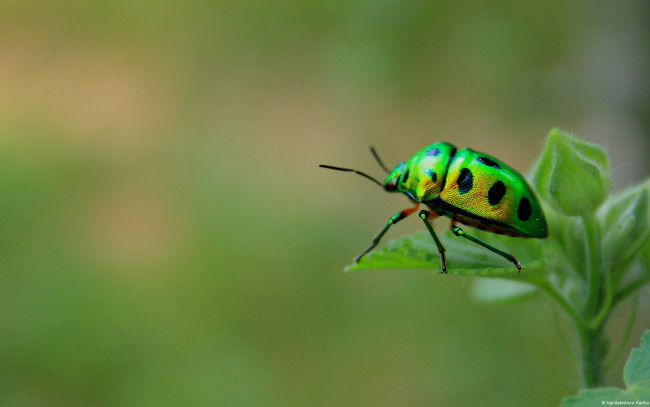 Обои картинки фото животные, насекомые, зеленый