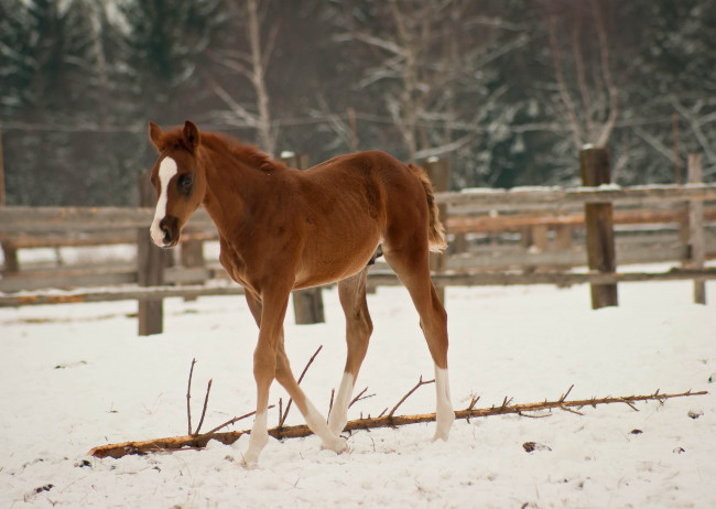 Обои картинки фото животные, лошади, жеребёнок, снег