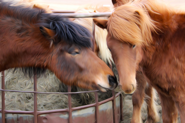 Обои картинки фото рисованные, животные,  лошади, две, лошадки