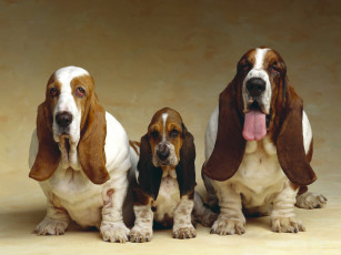 Картинка животные собаки бассет-хаунд щенок