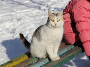 Картинка животные коты киса усы взгляд коте ушки