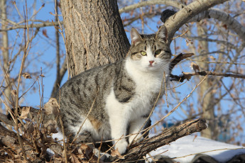 Картинка животные коты ветки полосатый дерево кошка кот коте