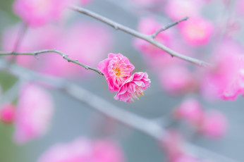 Картинка цветы цветущие+деревья+ +кустарники цветение весна розовый макро