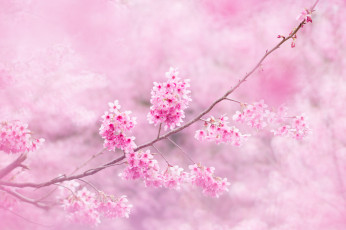 Картинка цветы сакура +вишня ветки