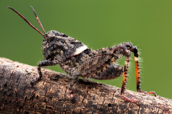 Картинка животные кузнечики +саранча фон утро насекомое макро травинка кузнечик