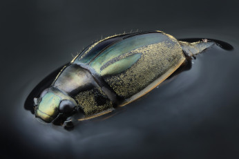 Картинка животные насекомые фон насекомое жук вода макро