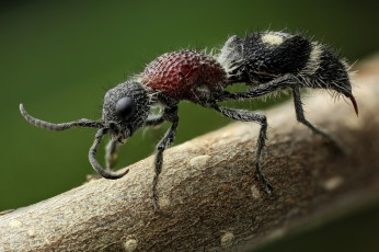 Картинка животные насекомые насекомое жук травинка макро фон