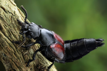 Картинка животные насекомые утро макро насекомое жук фон