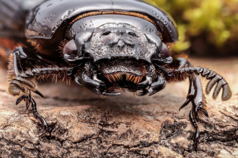 Картинка животные насекомые жук портрет насекомое макро