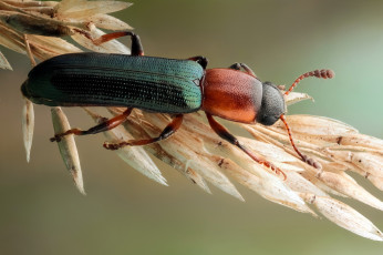 Картинка животные насекомые жук травинка фон утро насекомое макро