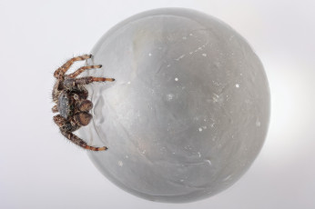 Картинка животные пауки паук шар макро