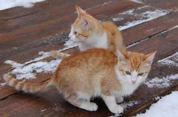 Картинка животные коты котята пара рыжие
