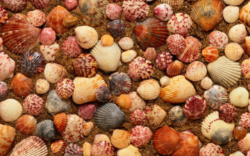 Картинка разное ракушки +кораллы +декоративные+и+spa-камни