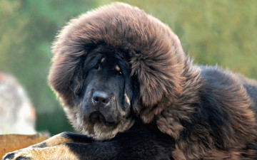 Картинка животные собаки собака тибетский мастиф