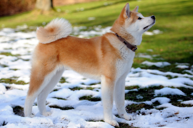 Обои картинки фото животные, собаки, друг, собака, снег, весна, ошейник, акита-ину