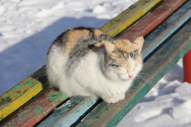 Обои картинки фото животные, коты, зима, солнечно, дрёма, коте, киса, лавочка