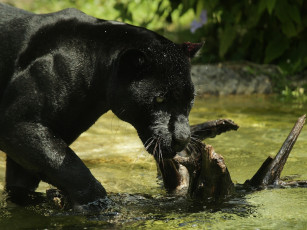 Картинка животные пантеры ягуар купание
