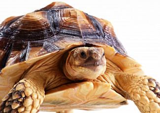Картинка животные Черепахи макро панцирь черепаха