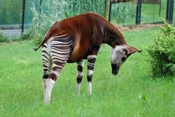 Картинка okapi животные жирафы парнокопытные млекопитающее