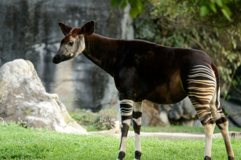 Картинка okapi животные жирафы млекопитающее парнокопытные