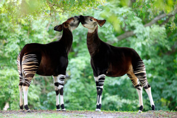 Картинка okapi животные жирафы парнокопытные млекопитающее