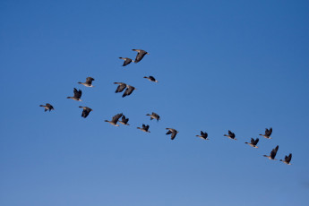 Картинка животные гуси клин косяк небо птицы утки