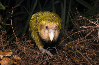 обоя какапо, животные, попугаи, попугай, kakapo, джунгли, птица