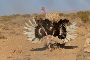 Картинка страус животные страусы птица перья камни песок
