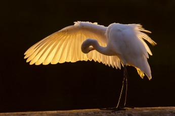 Картинка животные цапли +выпи цапля крыло птица белая