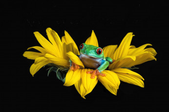 Картинка животные лягушки макро лягушка цветок
