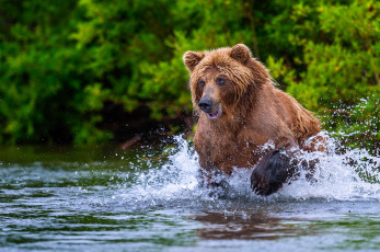 Картинка животные медведи охота брызги медведь