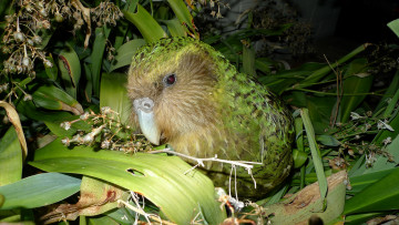 обоя какапо, животные, попугаи, птица, попугай, kakapo, джунгли