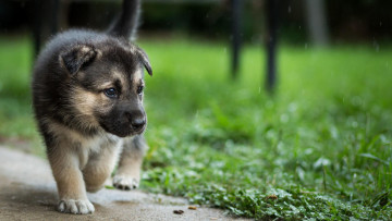Картинка животные собаки дождь лужайка овчарка щенок