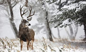 Картинка животные олени лес чернохвостый олень рога зима снег