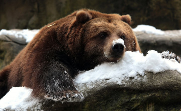 Картинка животные медведи природа снег медведь