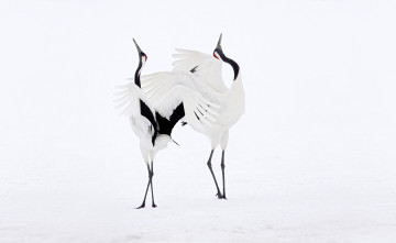 Картинка животные журавли танец птицы пара японские