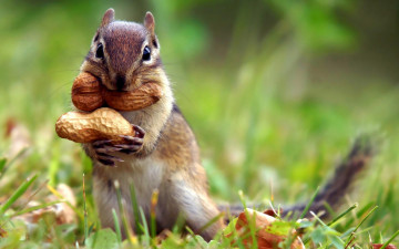 Картинка животные бурундуки орехи грызун бурундук