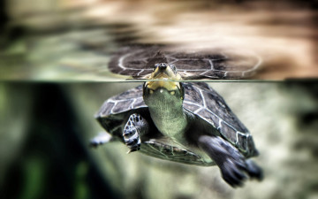Картинка животные Черепахи вода черепаха