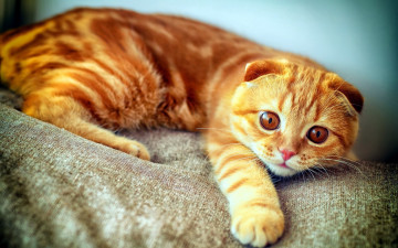 Картинка животные коты диван вислоухий рыжий кот кошка
