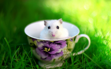 Картинка животные крысы +мыши грызун чашка трава белый