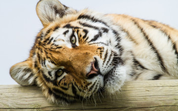 Картинка животные тигры тигр амурский голова бревно