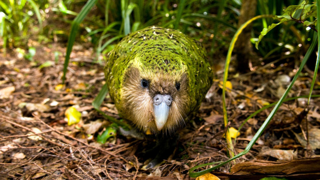 Обои картинки фото какапо, животные, попугаи, джунгли, птица, попугай, kakapo