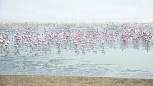 Обои картинки фото животные, фламинго, розовые, вода, много, птицы