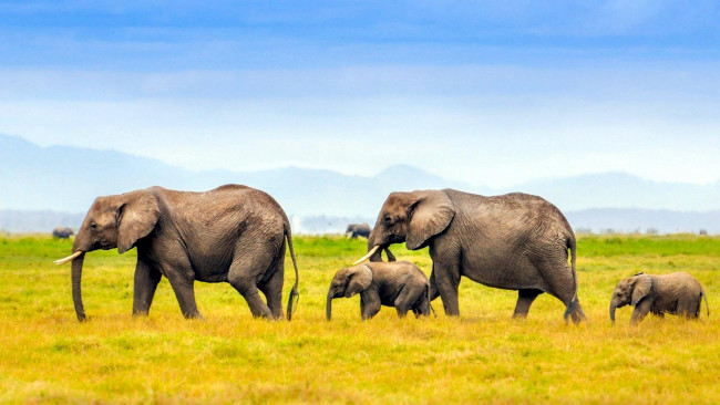 Обои картинки фото животные, слоны, стадо, саванна, небо, трава
